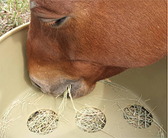 Horse Grazing Benefits