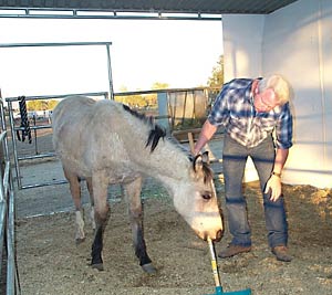 My horse Dream as  a baby helping to clean the stall