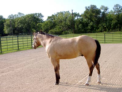 Dream today at his home in Fort Worth Texas.