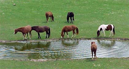 How to select a horse by Tracy Porter