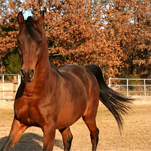 Horse Product Articles