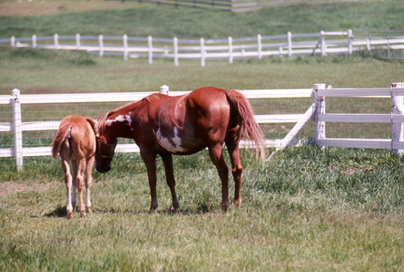 Plan Your Horse Fencing