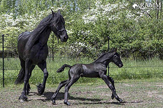 Safe Fencing for Foals