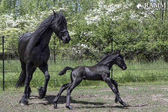 Safe fencing for Broodmares and Foals