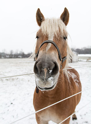 Winter Horse Care