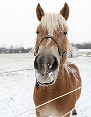 Taking Care of Your Horse in Winter