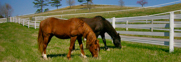 High Impact Flex Horse Fence