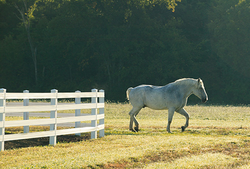 Good Horse Fence