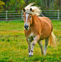 Minimize Liability and Keep Horses Safe