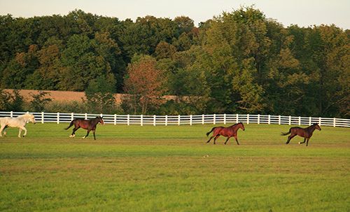 Good horse fencing keep horses and the public safe.