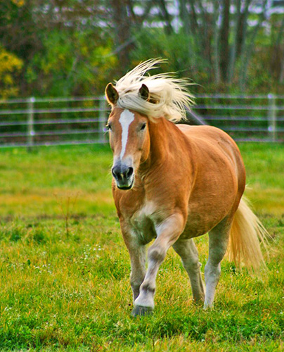 keeping your horses safe and minimizing your public risk