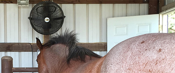 Fans help to remove flies and mosquitos around horses.