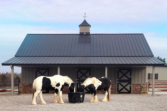 Fighting flies and Mosquitoes around Horses