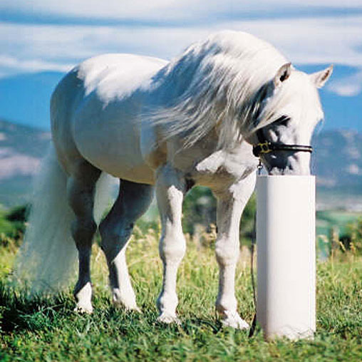 Automatic Horse Waterer