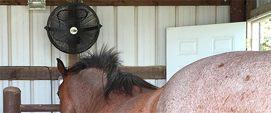 Fans that are safe for horses.