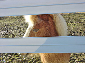 Caring for Miniature Horses