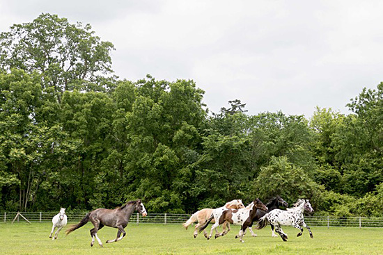 Factors when choosing fencing for horses.