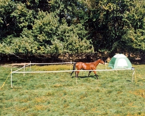 Portable Electric Horse Fence