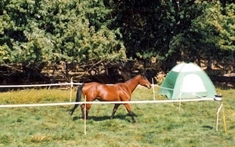 Containing Your Horse in Camp