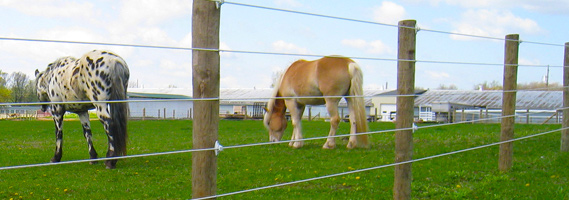 Choosing the Right Electric Horse Fence