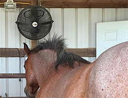 Selecting a Safe Fan for Your Horse!