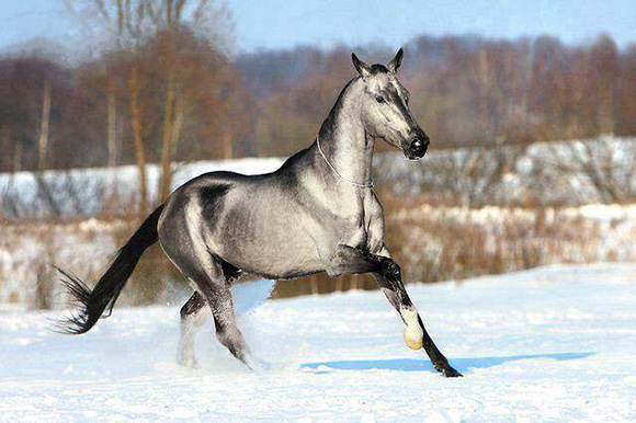 Reasons to blanket your horse. Reasons to blanket your horse.