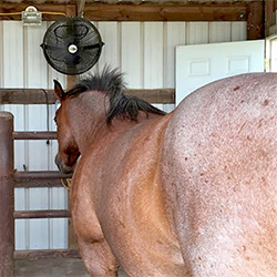 Horse Stable Horse Fans must be safe!