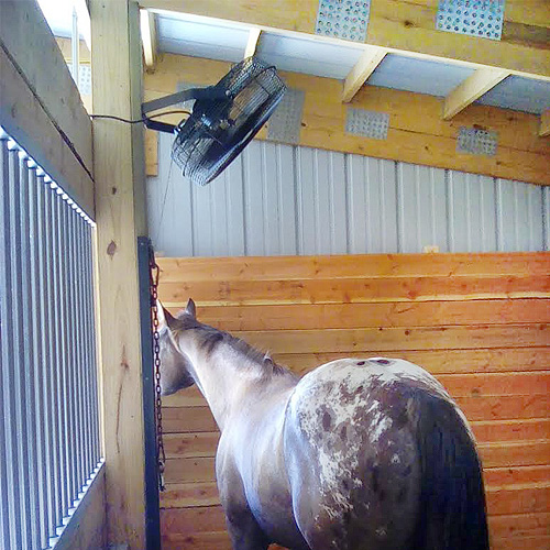 Proper installation of fan for horses!