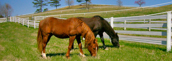 Horses on forage