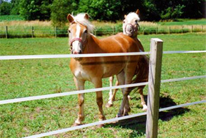 Nutritional Guide for Broodmares and Stallions