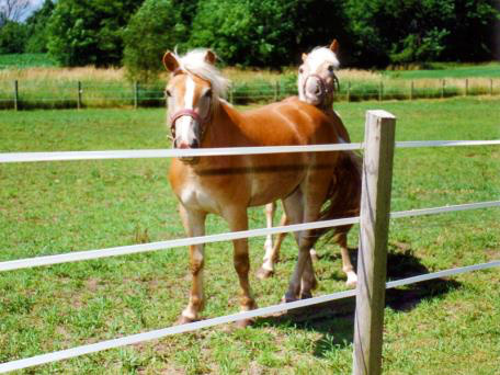 Nutrition Tips for Horses