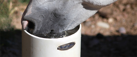 Automatic Horse Waterer and Hydrant