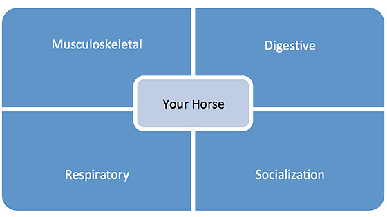 Horse Health Infographic