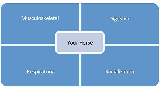 Horse Health Infographic Horse Health Infographic