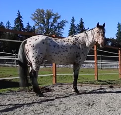 Outdoor Horse Wash Rack