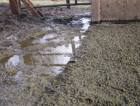 Mud must be managed around horse wash racks