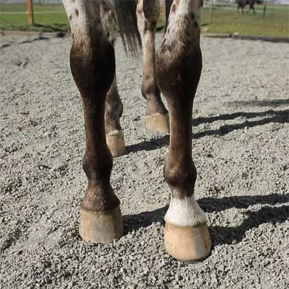 Outdoor Horse Wash Stall