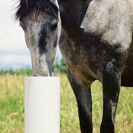 Drinking Post Horse Waterer