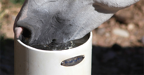 Horse Drinking Water in Winter