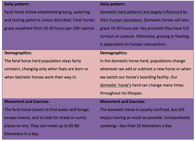 Daily Pattern of Wild horses and Domestic Horses