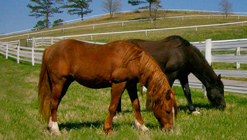 Keeping Our Horses Safe!