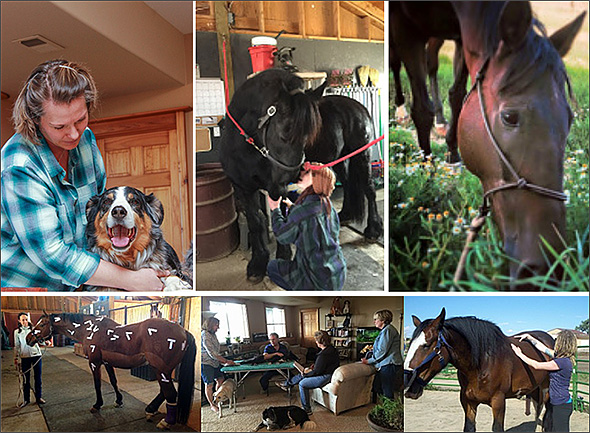 Learning Horse Massage!