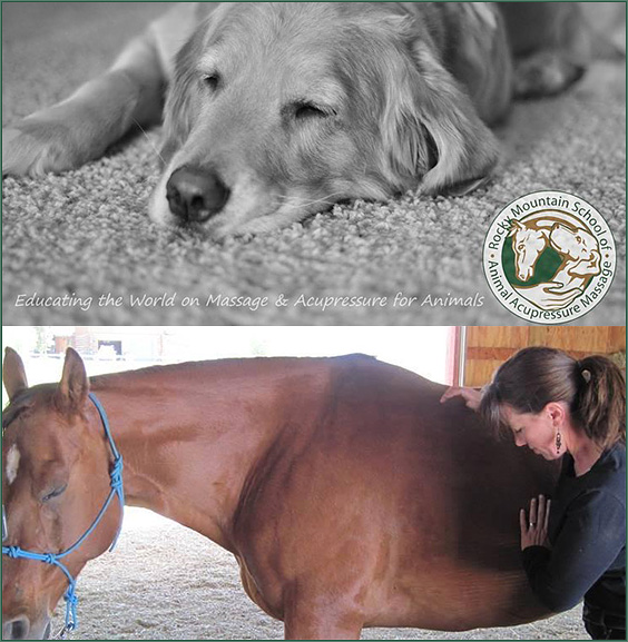 Rocky Mountain School or Animal Acupressure Massage