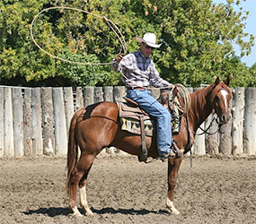 Horse Information , Horse Training, Horse Care , Info Horse Information ...