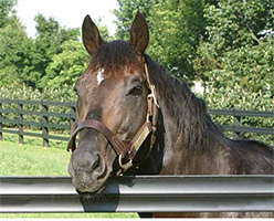 HTP Rail Horse Fencing Article