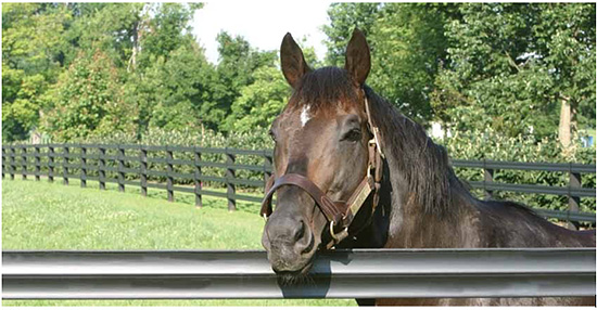 Centaur Horse Fencing