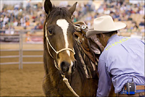 First time being saddled.