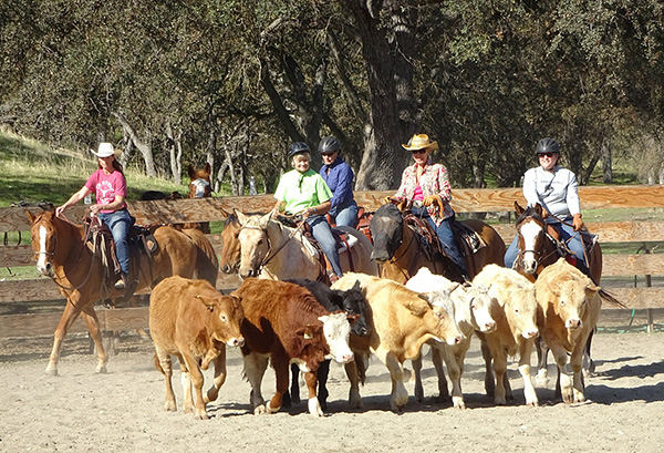 Cattle Handling 101 Horse confidence