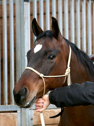 Positioning my left hand around the base of the halter.