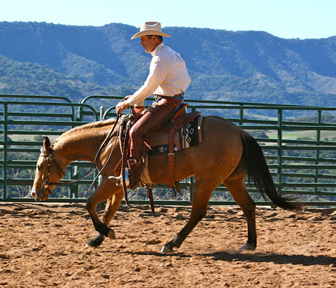 This 2 year old is traveling relaxed on a loose rein.